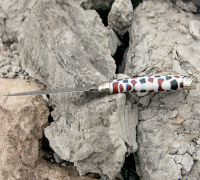 Нож Сибиряк из ламинированной стали